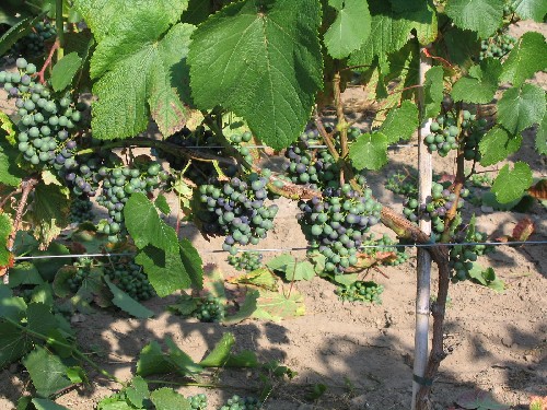 Verasion Rondo 11 08 06